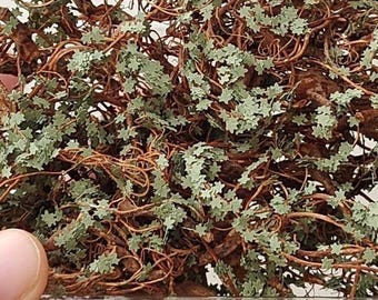 000 CYBER Zarok – wild bush or green creeper 0002