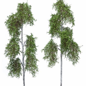 2x Abedul del bosque 18-22 cm 51-2313