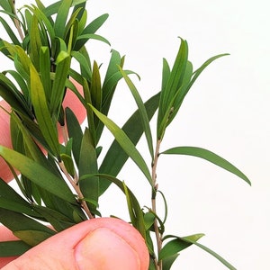 Cerberus - green leaf jungle bush dip62209