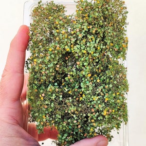 Foliage, bush or tree crown Deluxe leaves defined PALMATE – Autumn 302-23