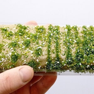Tufts of flowers – 6 mm green leaves and white flowers 25+31+36