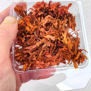 Può includere: Un contenitore di plastica trasparente pieno di fronde di felce secche di colore arancione. Le fronde sono disposte in modo casuale e sono di un colore arancione vibrante.