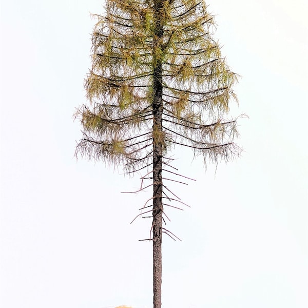 European larch – wilted 1/72, 1/76, 1/87 – 18/20cm MSU