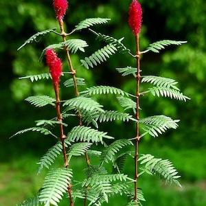 Sumac Laser cut scale 1 32 / 1:35 Diorama VG3-018