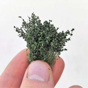 27 mm tall - 22 new tufts of grass with dark green leaves dip20026