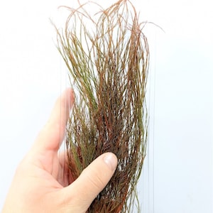 Bushes Autumn green with reddish shades Stabilized for Nativity scenes and Dioramas
