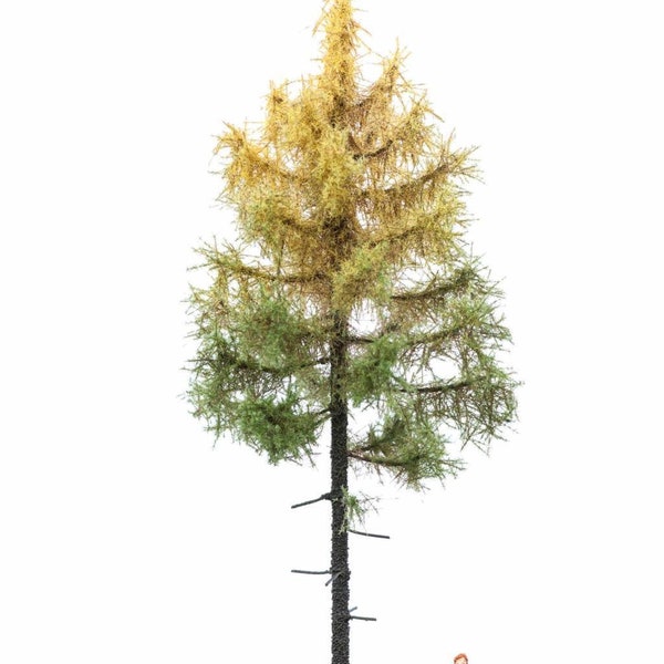 European forest larch 12-16 cm 52-4202