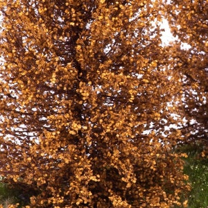 May include: A close-up of a tree with brown leaves. The leaves are densely packed and create a textured, almost fuzzy appearance. The tree is in a natural setting, with some green grass visible at the bottom of the image.