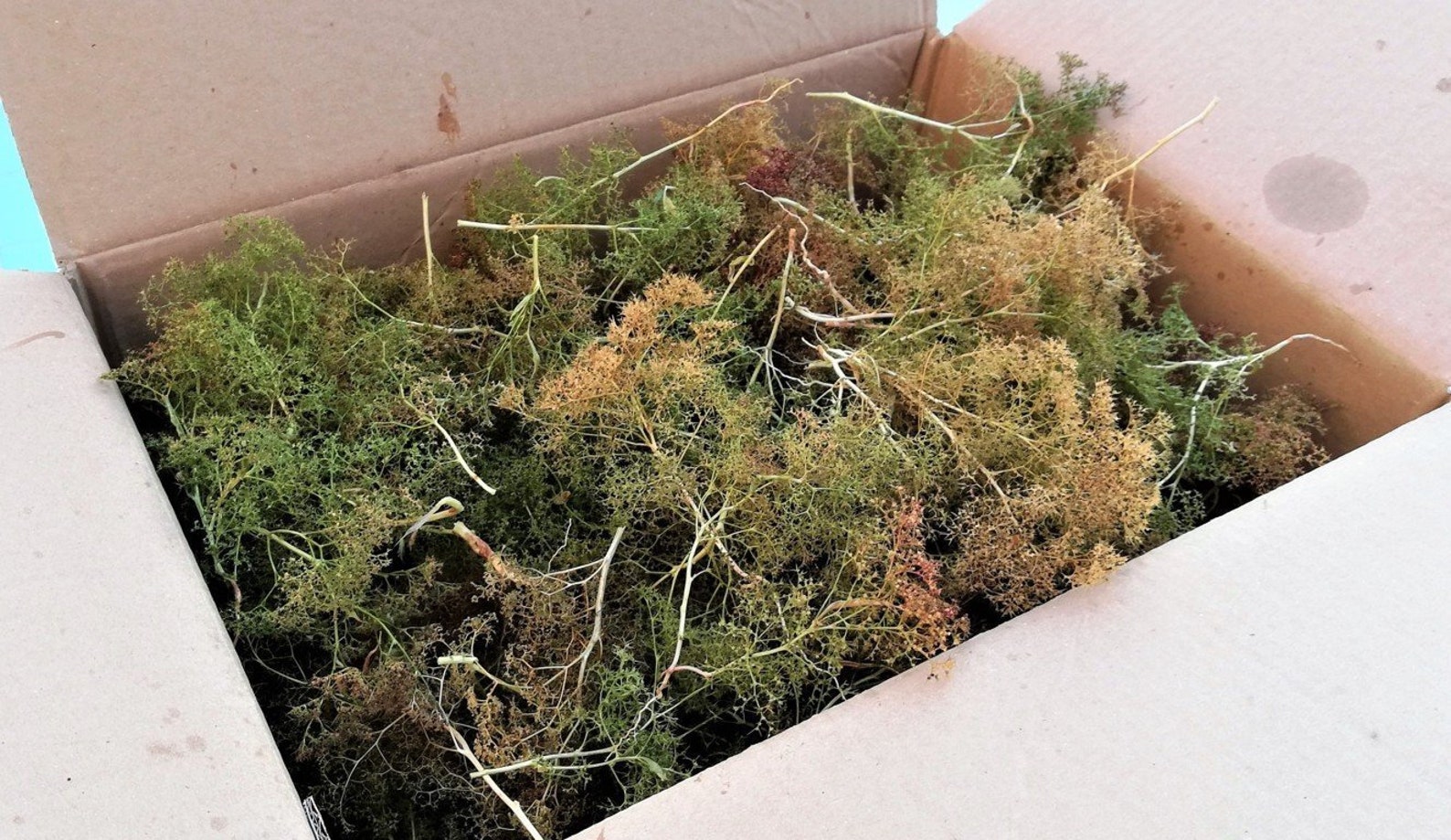 Ou Trouver Du Zeechium Dans La Nature