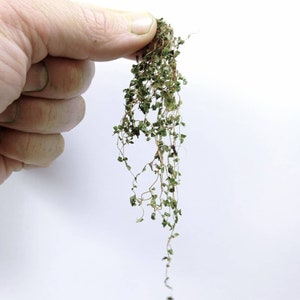 Miniatur-Kletterefeu WILD GREEN mit zusätzlichen Stützblättern