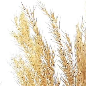 Puede incluir: Un manojo de hierba de la pampa seca con largas plumas plumosas en tonos beige y marrón.