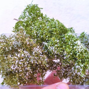 Può includere: Primo piano di diversi mazzi di vegetazione artificiale, con piccole foglie verdi e dettagli bianchi, forse per modellismo o artigianato. La vegetazione è contenuta in un contenitore di plastica trasparente.