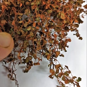 02 Miniature Ivy Supporting leaves Autumn Red extra for the creeper
