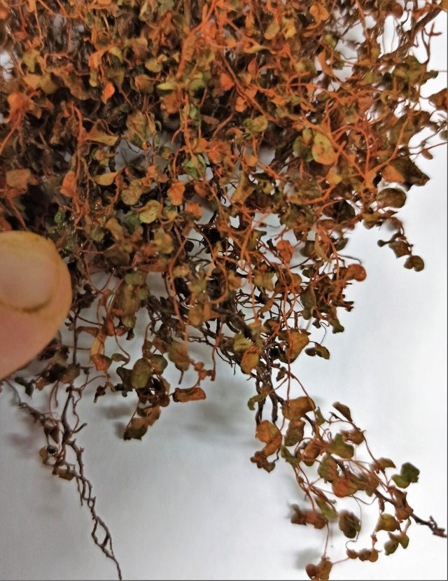 02 Miniature ivy Red Autumn support leaves extra for creeper