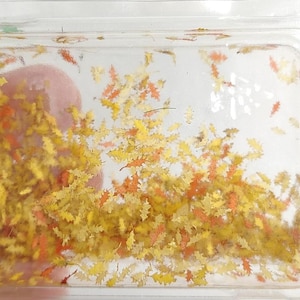 Può includere: Un contenitore di plastica trasparente pieno di piccoli coriandoli a forma di foglie gialle e arancioni. I coriandoli sono sparsi casualmente in tutto il contenitore.