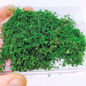 01 Medium green miniature ivy SECOND CHOICE lower quality quantity x 3 (single package)