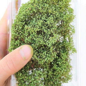 Foliage, Bush or Tree Canopy Deluxe Defined Leaves – light green 300-210021