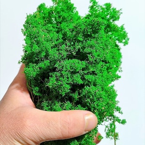 Foliage, bush or tree canopy A+ – medium green 61
