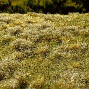 May include: A close-up of a patch of dry, golden brown grass. The grass is very fine and wispy, creating a soft, textured look.