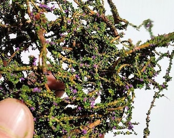 Alras - Creeper or wild green and purple wild bush b21
