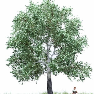 White Poplar 12-16cm 51-2205
