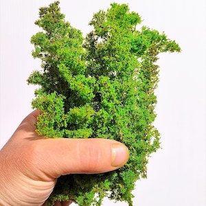 Foliage, bush or tree crown A + - medium green 62