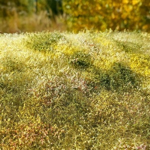 Puede incluir: Primer plano de un campo de hierba verde, amarillo y blanco con pequeñas flores blancas.