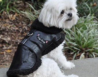 dog flying jacket