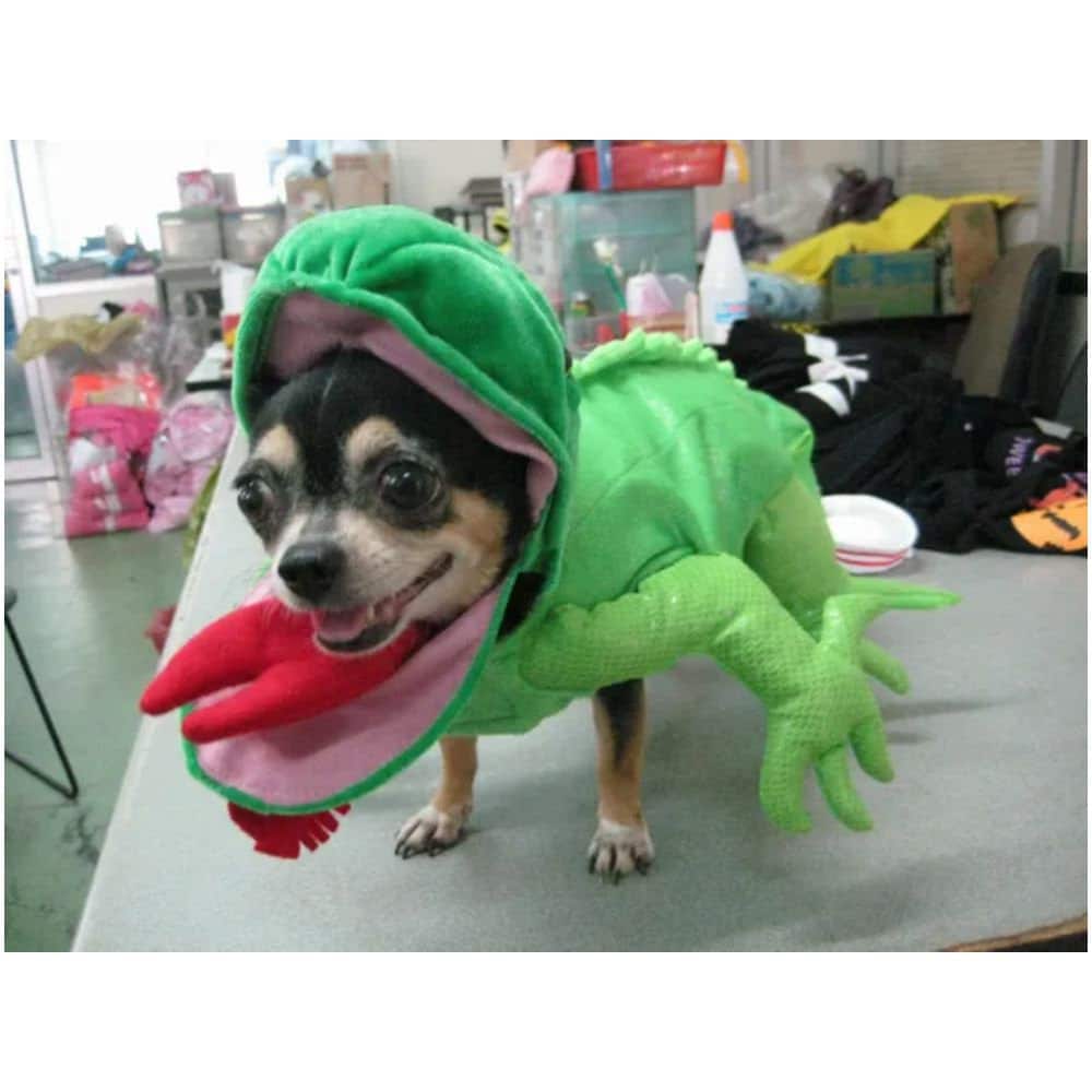 Slimer Dog Costume