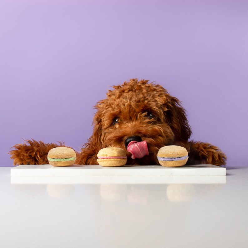 Lavender Dog Macarons Etsy