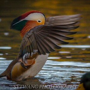 Puede incluir: Un pato mandarín con plumaje colorido extiende sus alas mientras está de pie en un estanque. El pato tiene una cabeza roja, blanca y verde y un cuerpo marrón. El agua está tranquila y refleja los árboles circundantes.