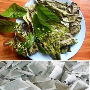 Trà túi lọc cây xạ đen - Dried Celastrus Hindsii Leaves tea - Celastrus Hindsii Leaves tea bag - Trà Lá Dây gối khô túi lọc