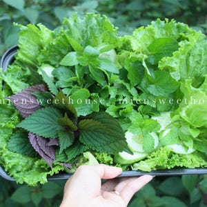 Vietnamese Fresh Herbs & Spices Seeds - Hạt giống rau thơm - List 1