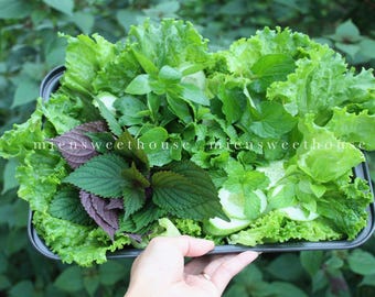 Wietnamskie świeże nasiona ziół i przypraw - Hạt giống rau thơm - Lista 1