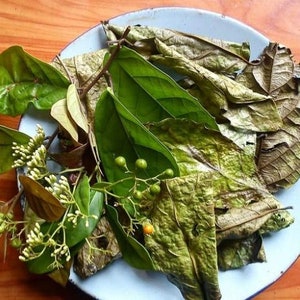 Lá Xạ Đen Khô - Lá Dây gối khô - Dried Celastrus Hindsii Leaves