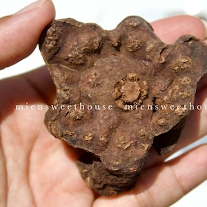 May include: A dark brown, irregularly shaped object with a textured surface, held in a hand. The object has a central, flower-like feature and numerous small, raised bumps. The text "miensweethouse" is visible.