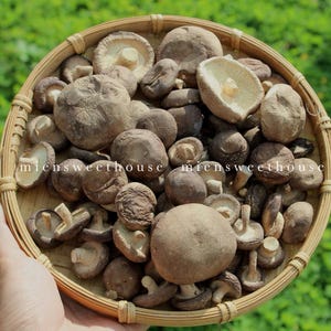 May include: A wicker basket filled with dried brown mushrooms. The mushrooms are various sizes and shapes.