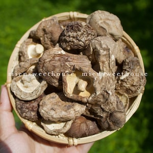 May include: A round woven basket filled with dried shiitake mushrooms. The mushrooms are various shades of brown and tan, with visible gills and stems. The basket is held against a blurred green background. The text "miensweethouse" is visible.