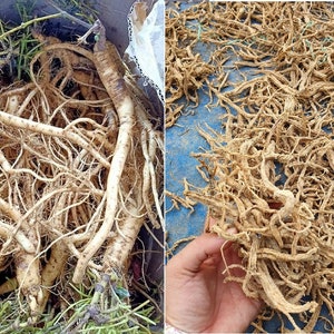 Sâm Dây Ngọc Linh Khô Kon Tum - Dried Panax vietnamensis - Đẳng Sâm Kon Tum Khô