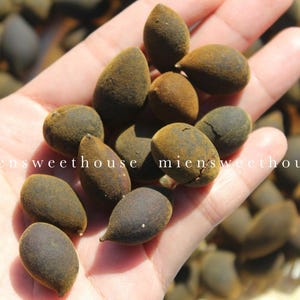 Black Velvet Tamarind Fruit: Tây Nguyên Specialty - Trái Say Nhung (100g-2000g)