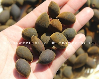 Trái Say Nhung đặc sản Tây Nguyên - Velvet Tamarind - Trái say - Black Velvet Tamarind - Vietnamese fruits