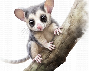 Clipart de planador-do-açúcar em aquarela: Arte animal australiana (download digital)