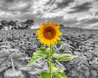 A single sunflower stands high among the pack - Elizabeth PA