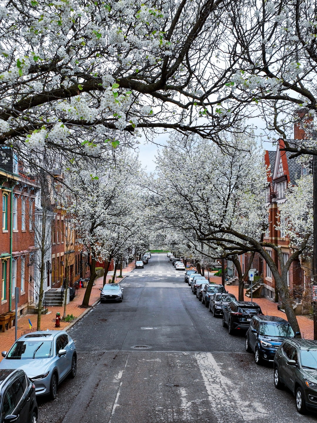 Pittsburgh in Bloom Manchester Neighborhood Pittsburgh, PA Etsy
