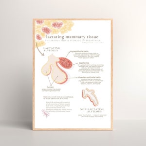 Lactating Mammary Tissue Poster/Handout // breast anatomy, lactation consultant, educational maternal health, DIGITAL DOWNLOAD