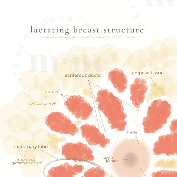 Affiche sur la structure mammaire allaitante // anatomie mammaire, consultante en lactation, art de l’allaitement, affiche éducative sur l’allaitement