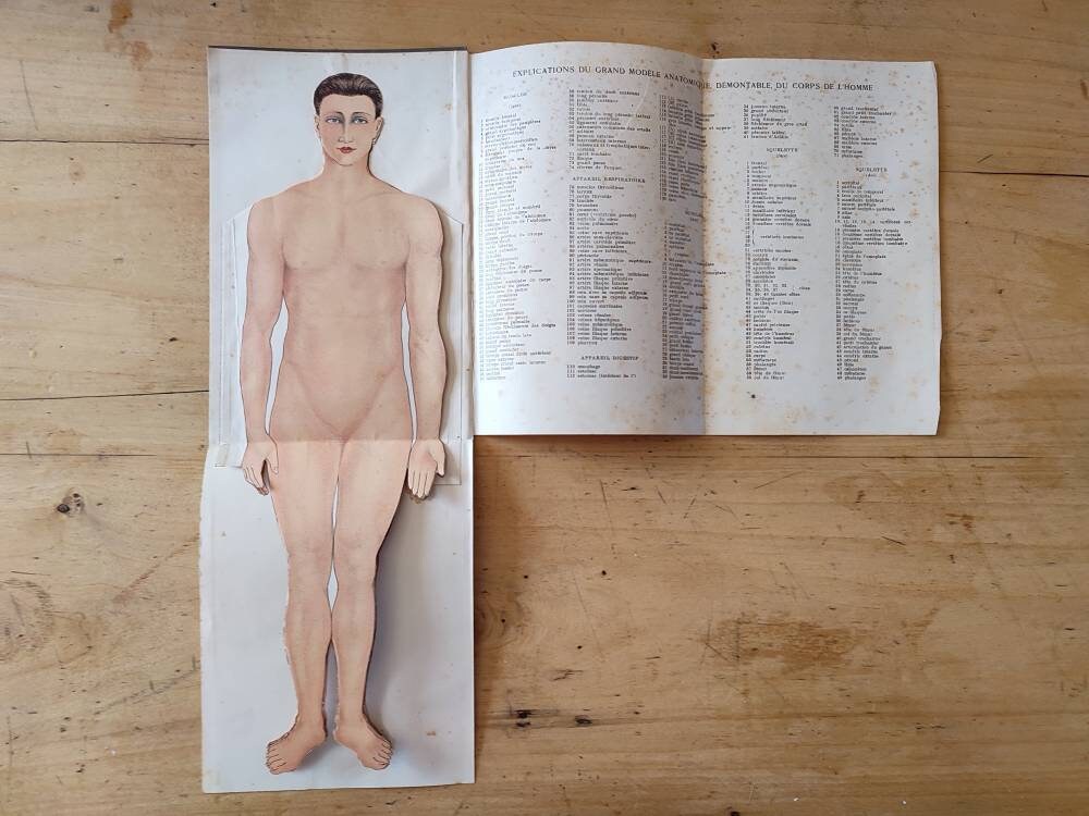 Papier Antique Anatomie Dépliant Poupée Homme Français Vintage Médecins Schéma Circa 1930