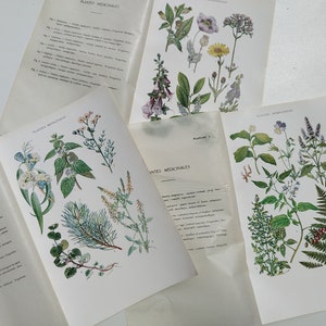 May include: A collection of vintage botanical illustrations featuring various medicinal plants. The illustrations are in black and white with green, red, and purple accents. The pages are labeled "Plantes Medicinales" and "Plantes Medicinales".