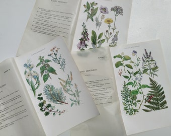 Antike französische Kräuter- und Heilpflanze Nahrungssuche Drucke 1920 Naturheilkunde Unkraut Blumen und Pflanzenheilmittel Anleitungen