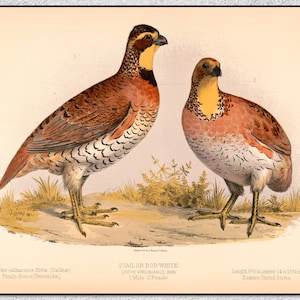 Bobwhite Quail Illustration – 19th Century Restored Print – Vintage Ornithology Wall Art